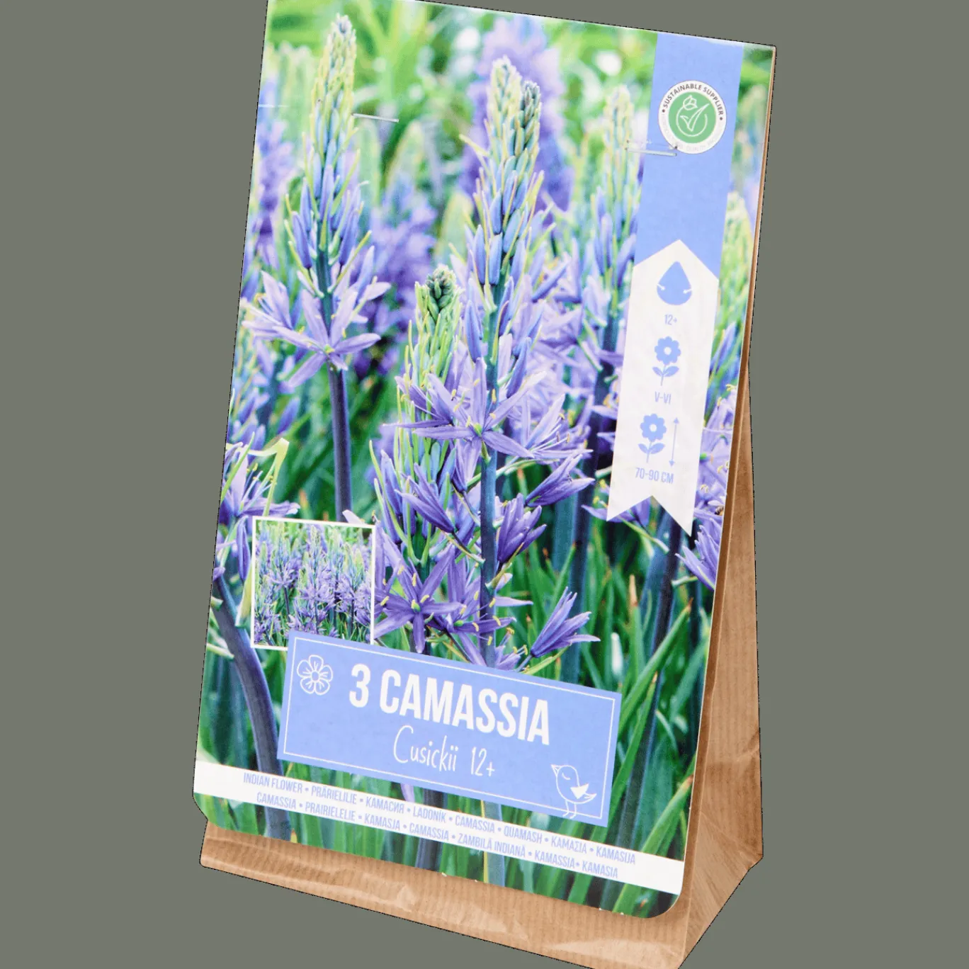 Action Zaaien & Planten^Bloembollen Camassia