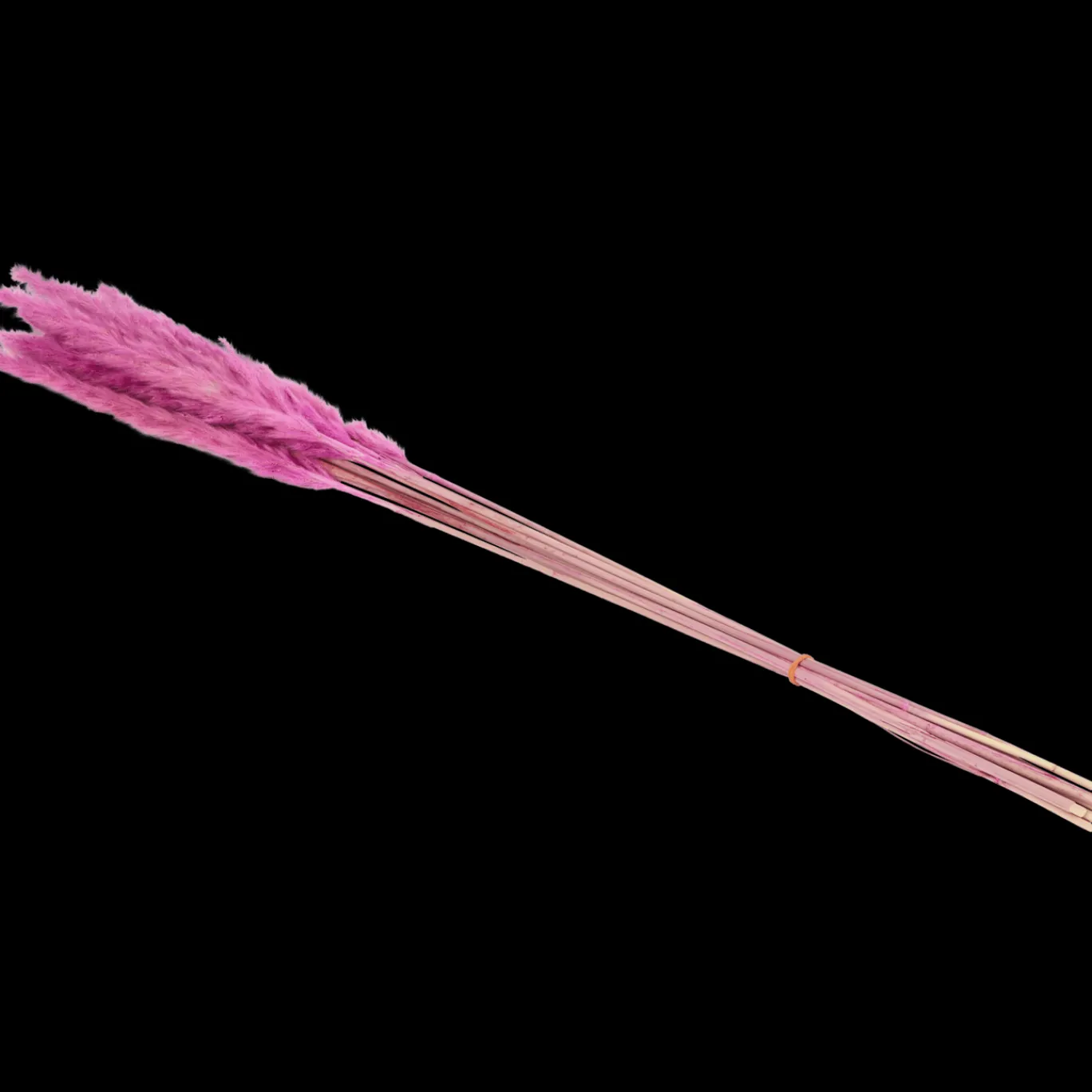 Action Zaaien & Planten^Droogboeket