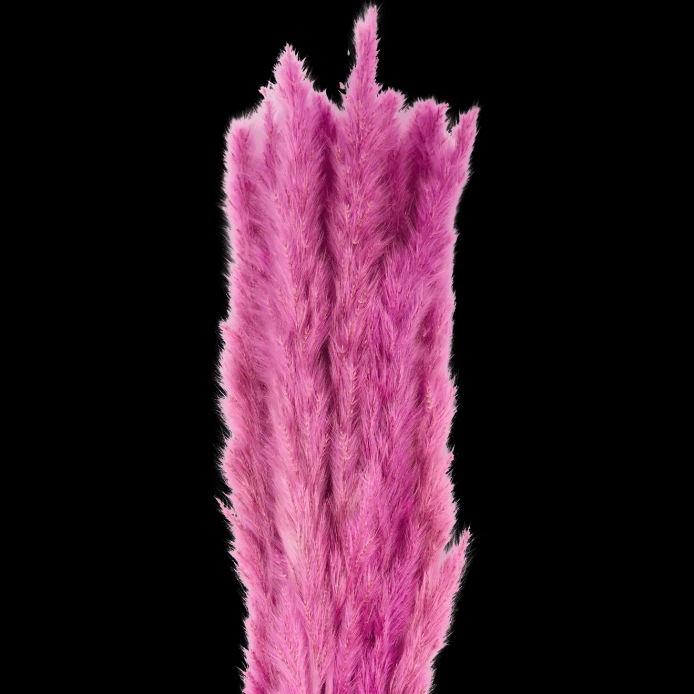 Action Zaaien & Planten^Droogboeket