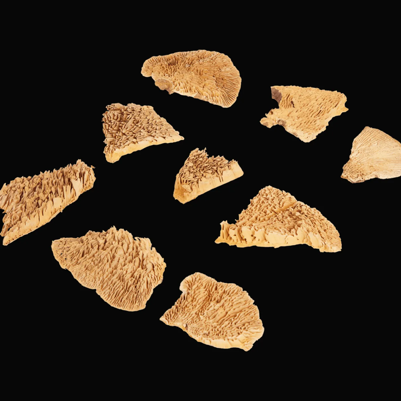 Action Kunstplanten & -Bloemen^Home Accents natural droogmix