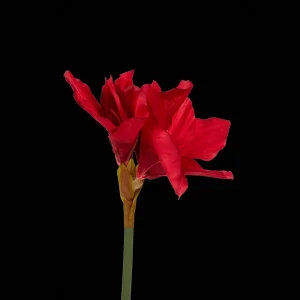 Action Kunstplanten & -Bloemen^Kunstamaryllis op steel